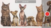 Opis: Camera interface of the iPhone 7 - Apple iPhone 7 vs Samsung Galaxy S7